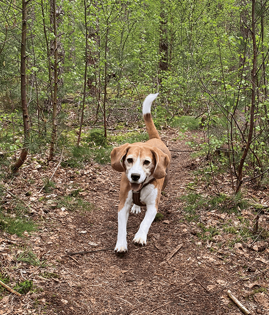 vrolijke-beagle-Guus-over-pagina