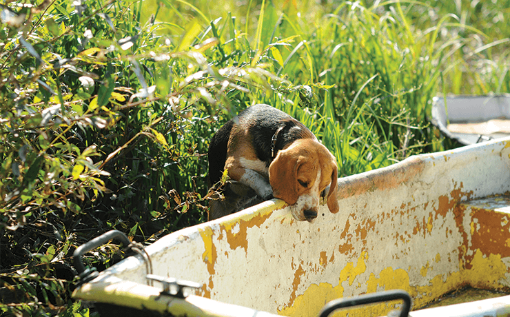 Home-alles-voor-je-beagle-blog-pilaar-stockphoto-Unsplash