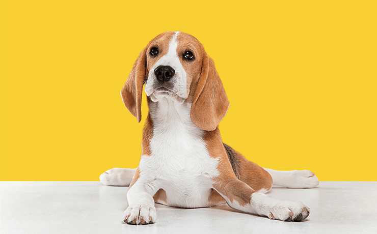 Home-alles-voor-je-beagle-pilaar-beagle-benodigdheden-stockphoto-Freepik