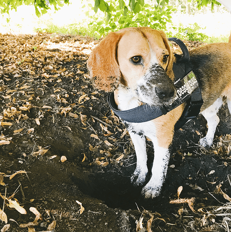 Beagle-Guus-graven-Over-pagina
