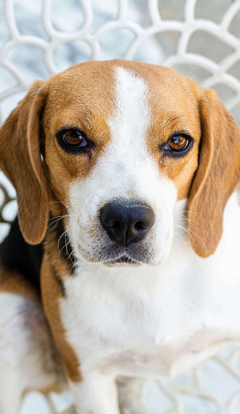 allesvoorjebeagle.nl-home-Beagle-picture-by-gursimrat-ganda-unsplash