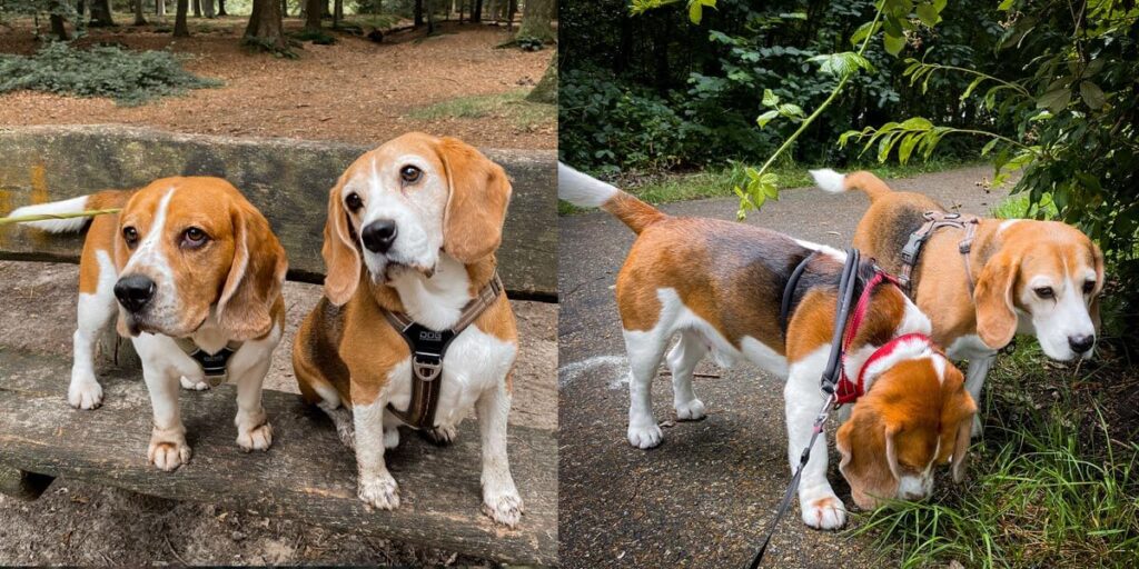 hond-oppassen-Beagles- Amigo-en-Guus