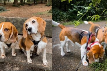 hond-oppassen-Beagles-Amigo-en-Guus