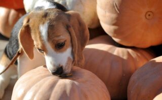 Hoe kies je het beste hondenvoer voor je Beagle?