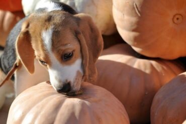 Hoe kies je het beste hondenvoer voor je Beagle?