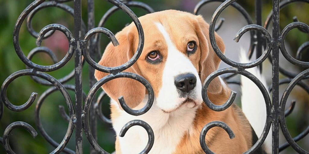 Beagle adopteren uit het asiel