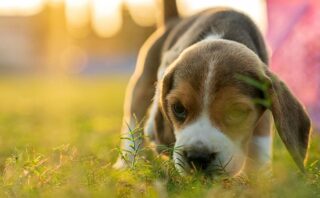 Alles wat je wilt weten over het adopteren van een Beagle