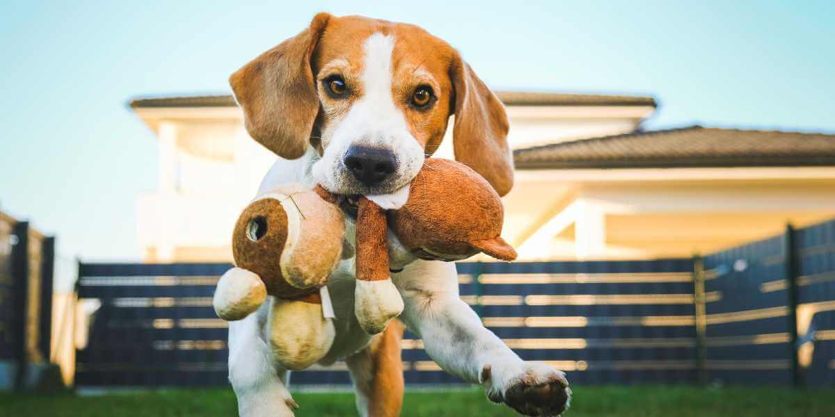 7 Veelgestelde vragen over de Beagle