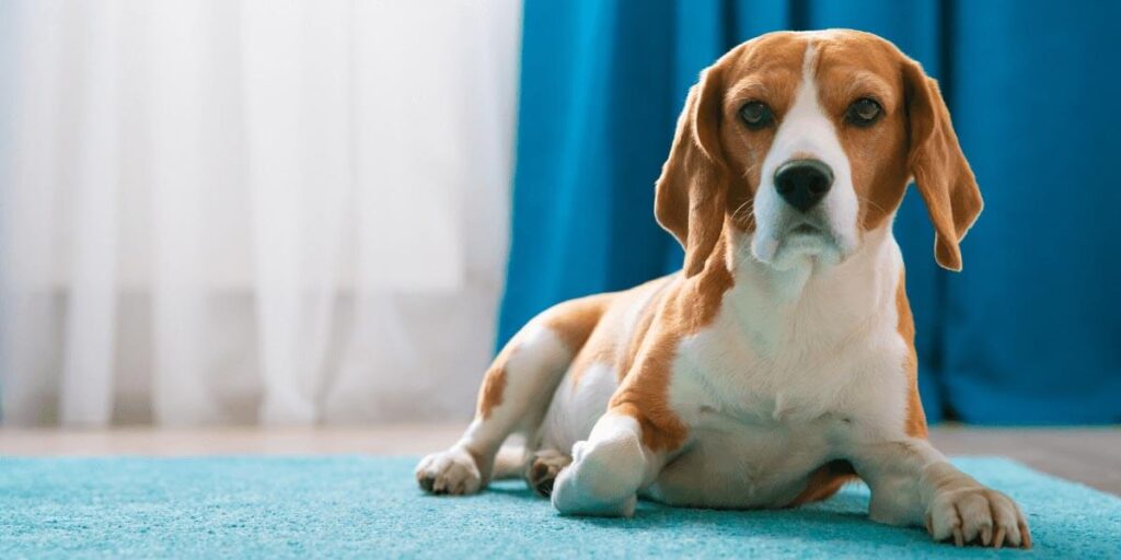 nadelen Beagle
