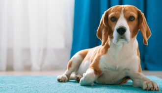 nadelen Beagle