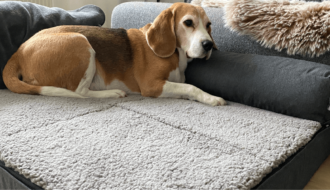 Beagle Guus test nieuwe orthopedische hondenmand (en is goedgekeurd)