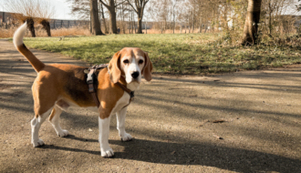 Beste hondentuig Beagle
