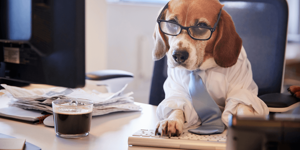 50 Praktische Beagle tips voor een blije viervoeter