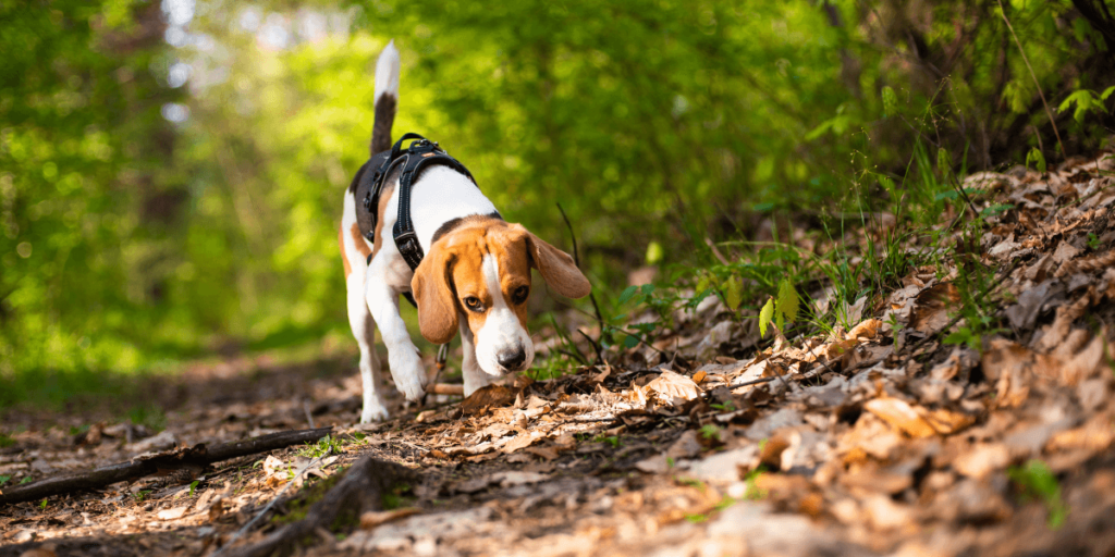 Beagle op avontuur