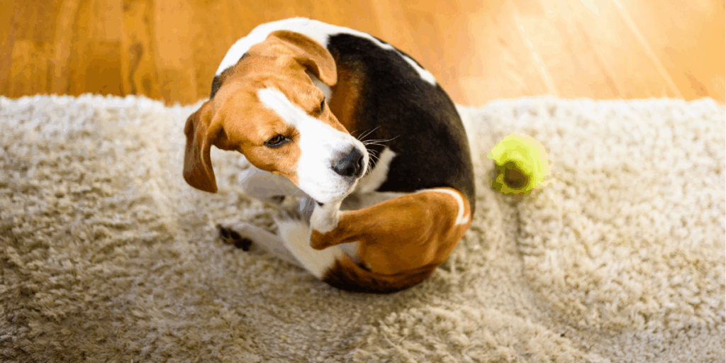 Beagle heeft jeuk, misschien last van verharen?