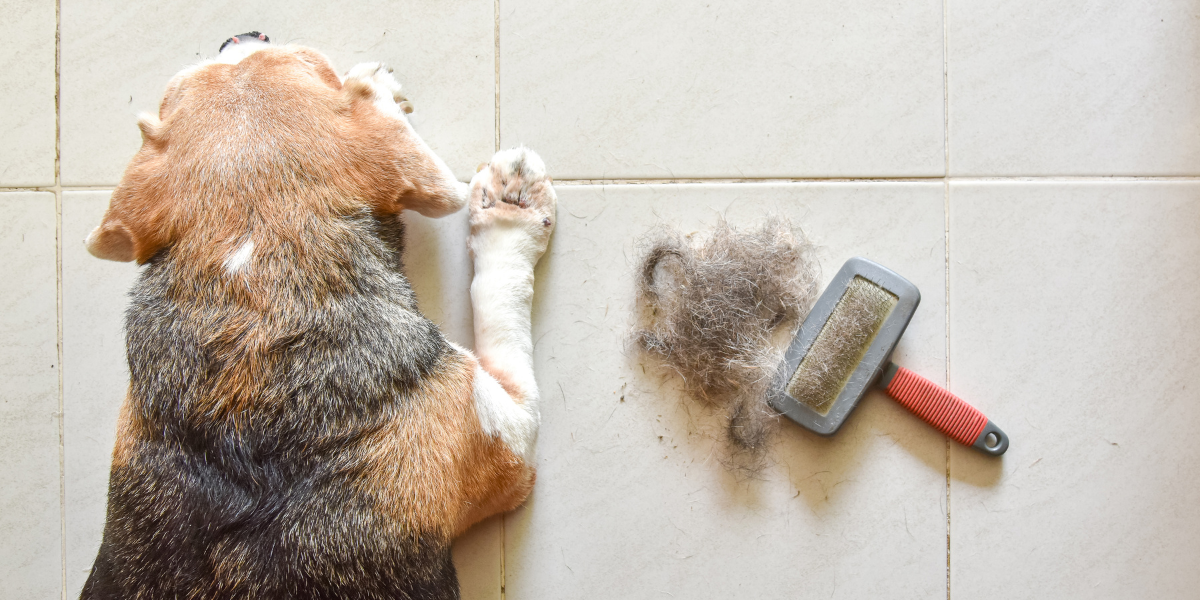 Beagle verharen uitgelegd – waarom jouw hond zoveel haar verliest