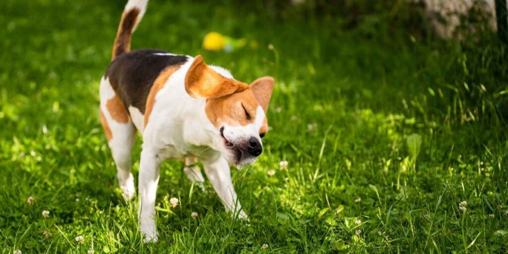 grasaren Beagle schudden