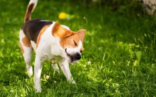 Beagle verharen uitgelegd – waarom jouw hond zoveel haar verliest