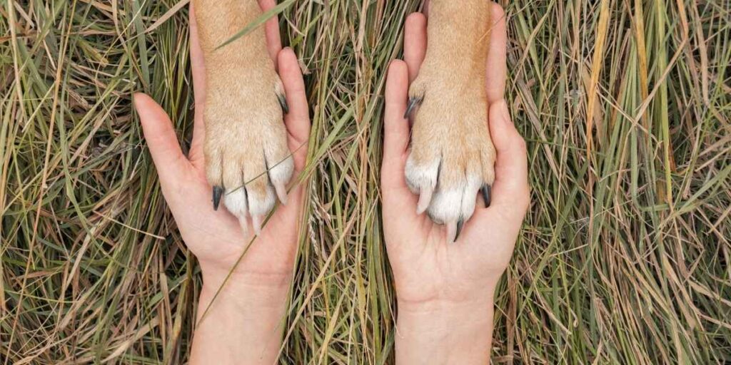 Grasaren hond poot
