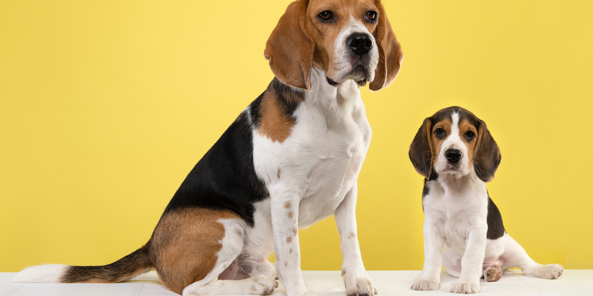 7 Inzichten over het leven met een Beagle