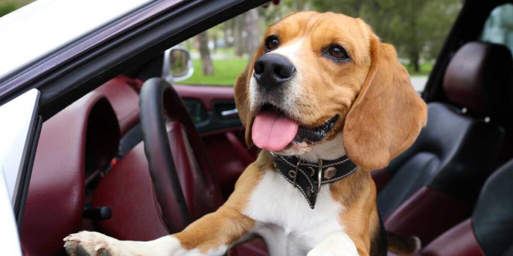 Beagle auto