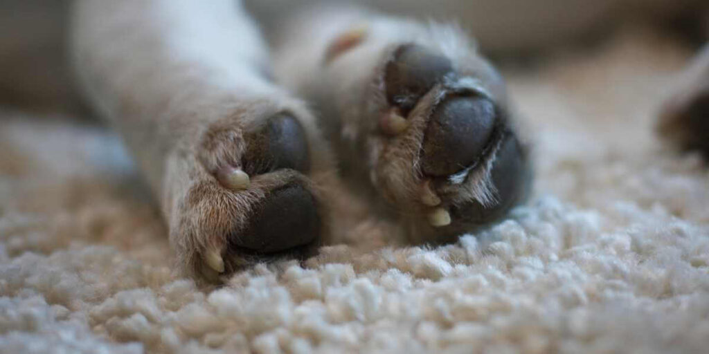 Beagle poten