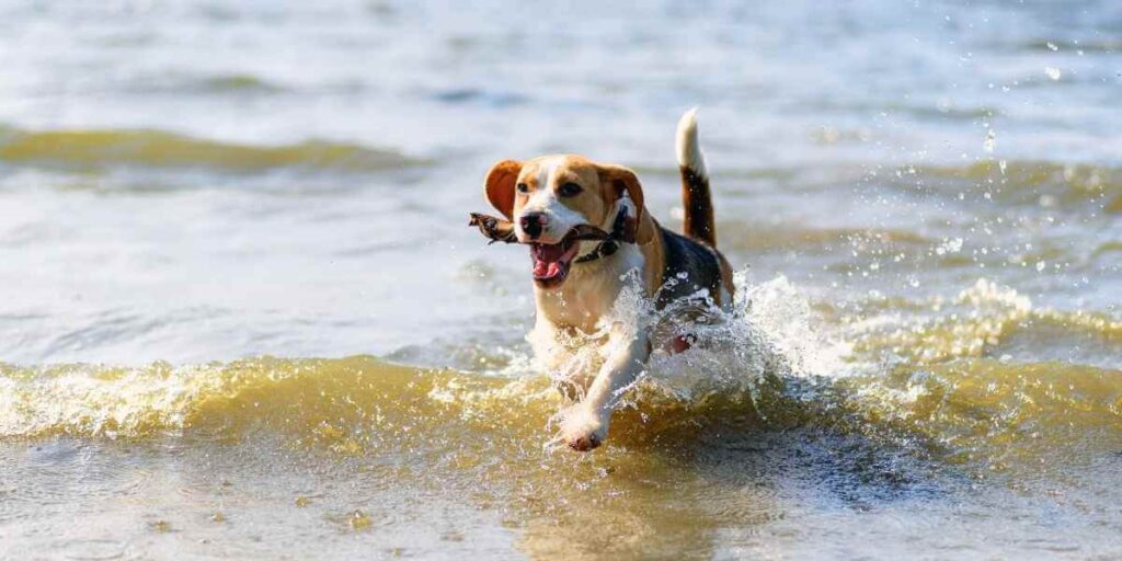 hond afkoelen zee