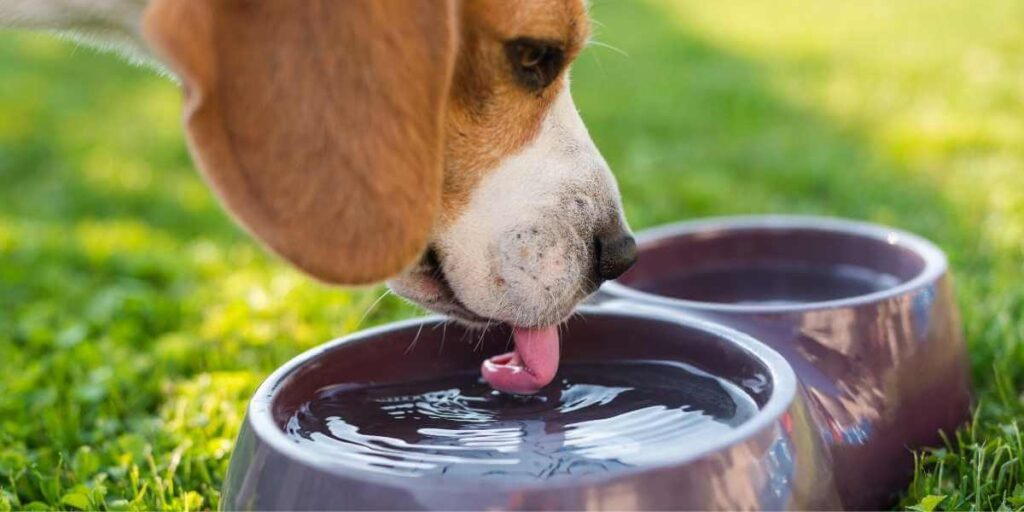 Hond afkoelen