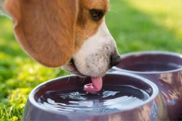 Hond afkoelen