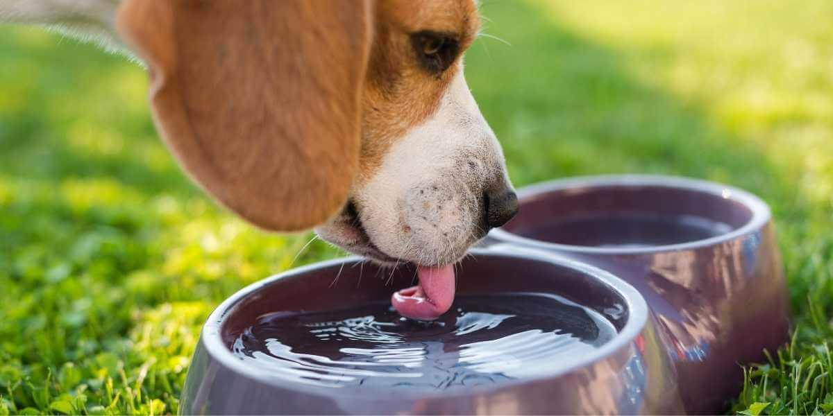 Zomerse zorg voor je Beagle: 5 tips om je hond af te koelen