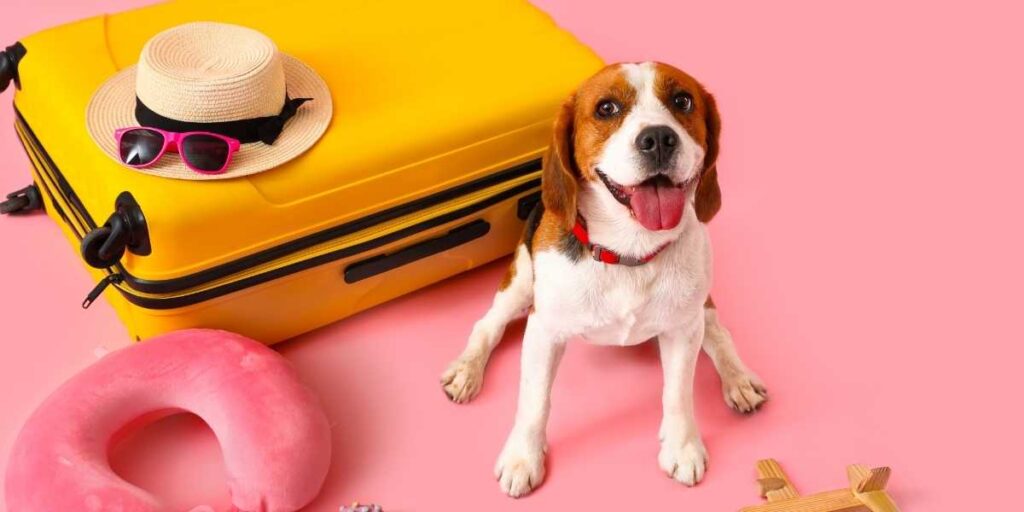Vakantie met hond