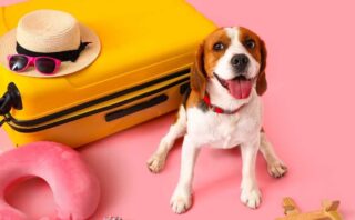 Vakantie met hond