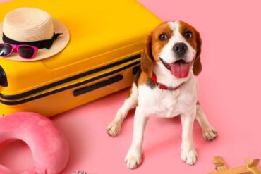 Vakantie met hond