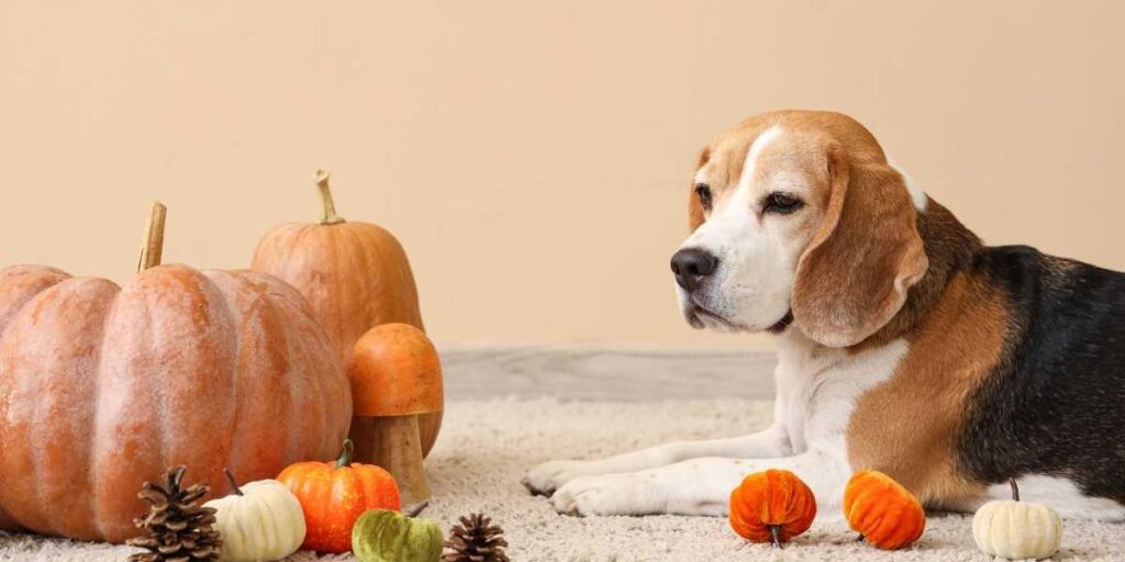7 tips voor de herfst met je Beagle