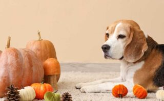 7 tips voor de herfst met je Beagle
