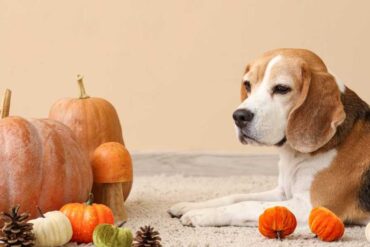 7 tips voor de herfst met je Beagle
