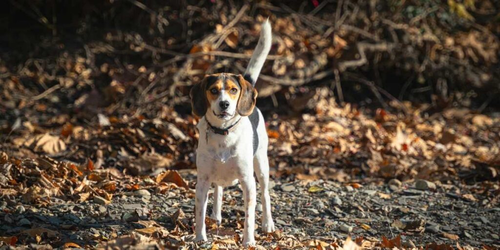 7 tips voor de herfst met je Beagle