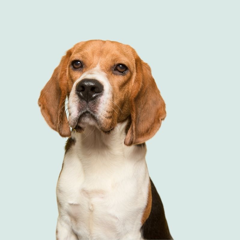 Beagle kijkt van voren naar ons toe en begroet ons met een warm welkom.