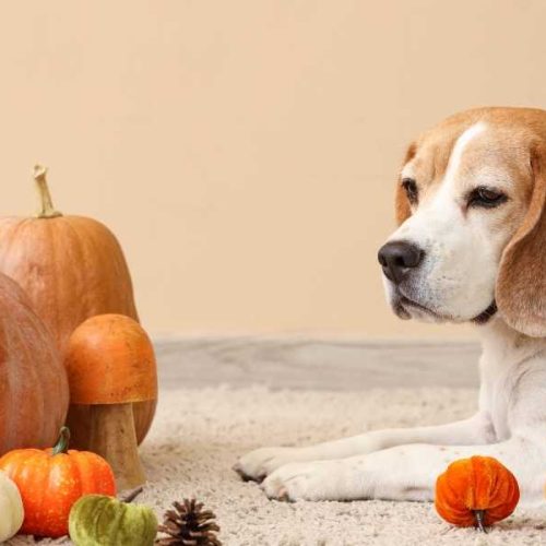 7 tips voor de herfst met je Beagle