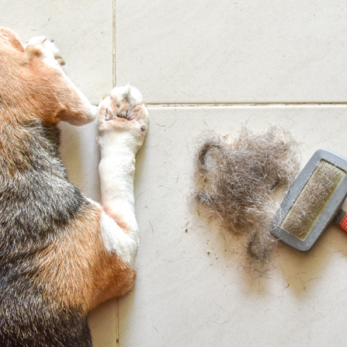 Beagle verharen uitgelegd – waarom jouw hond zoveel haar verliest