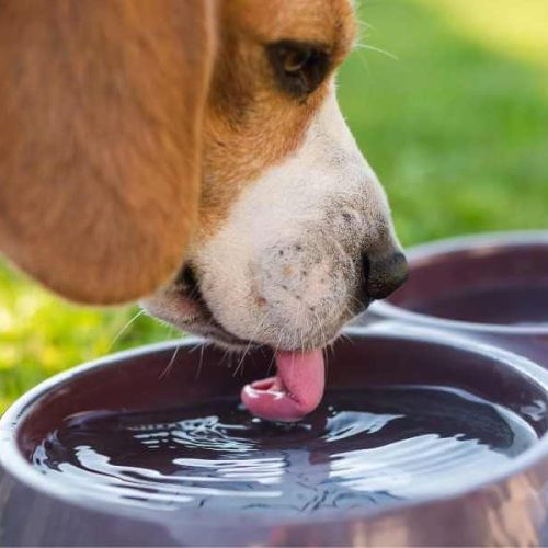 Zomerse zorg voor je Beagle: 5 tips om je hond af te koelen