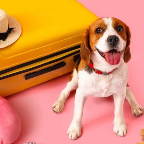 Vakantie met hond: het leukste reisgezelschap heb je al in huis!