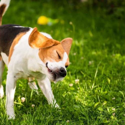 Grasaren bij honden, waarom ze zo gevaarlijk zijn