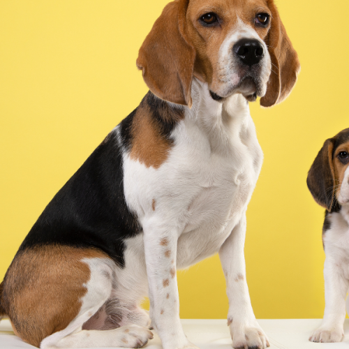 7 Inzichten over het leven met een Beagle