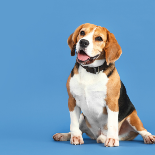 Dit geheim verandert hoe jij naar de Beagle puberteit kijkt!
